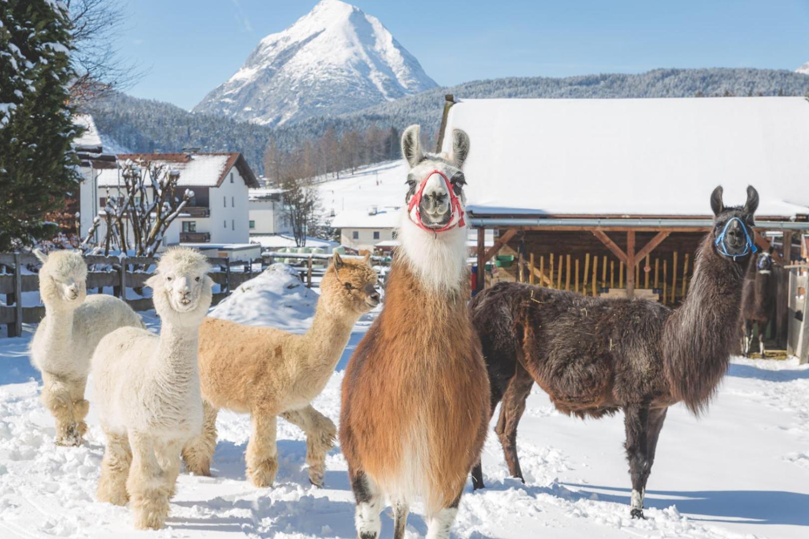 Flat Otel Seefeld in Tirol Dış mekan fotoğraf